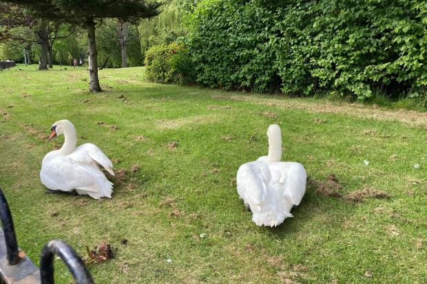 Gang of youths as young as six 'attack swans' in Glasgow park