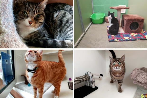 These cats from the RSPCA cat rehoming hub need their forever homes – can you help? (RSPCA)