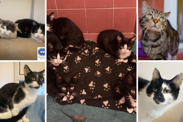 Can you give any of these pets a new home? (RSPCA/Canva)
